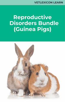 Guinea Pig Reproductive Disorders Course Bundle