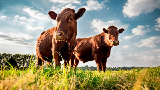 COMBAR, in partnership with Vetacademy, launch new webinar series
