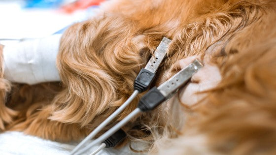 Brand New CPD from Charlotte Pace RVN