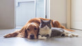 New Vetacademy CPD/CE provider: Euthabag