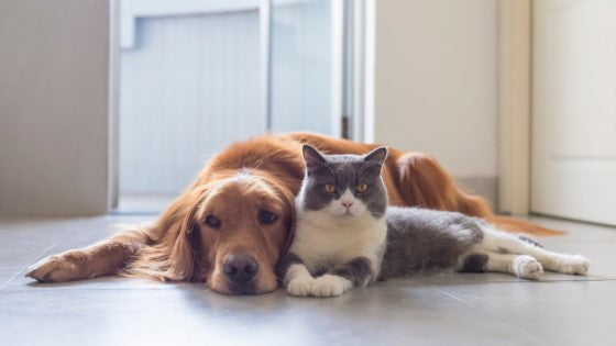 New Vetacademy CPD/CE provider: Euthabag