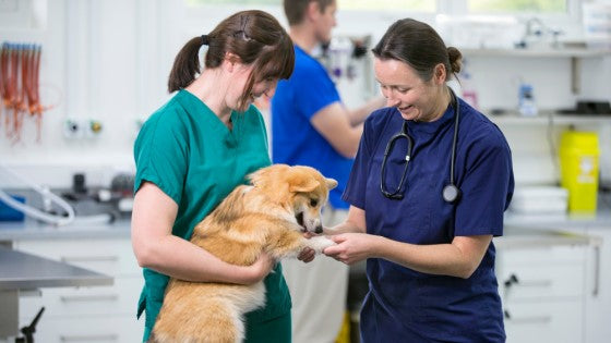 Veterinary Nurse Day: Spotlight on our Veterinary Nurse CPD/CE.