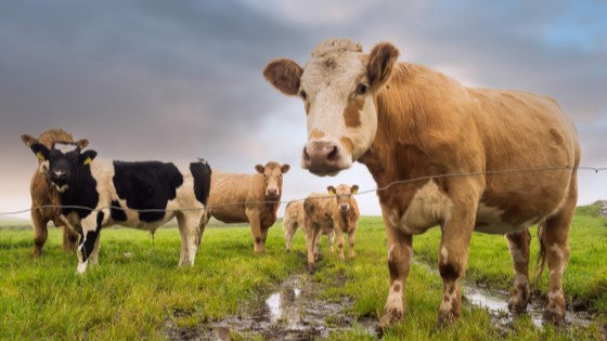 COMBAR Webinar #3, Weather Smart Worm Control - Register Now!