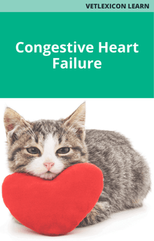 Feline Congestive Heart Failure