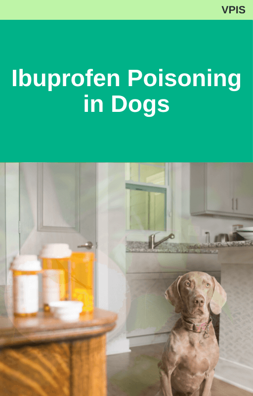 Ibuprofen Poisoning in Dogs