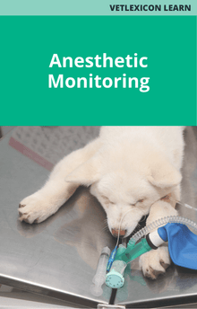 Canine Anesthetic Monitoring
