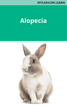 Alopecia Rabbit