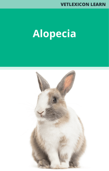 Alopecia (Rabbits)