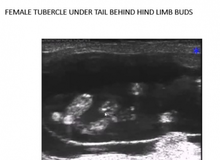 Female Tubercle Under Tail Behind Hind Limb Buds