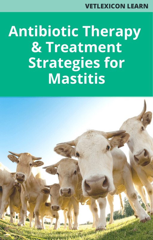 Antibiotic therapy and treatment strategies for mastitis