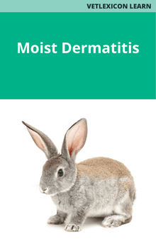 Rabbit Moist Dermatitis