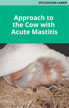 Approach to the Cow with Acute Mastitis