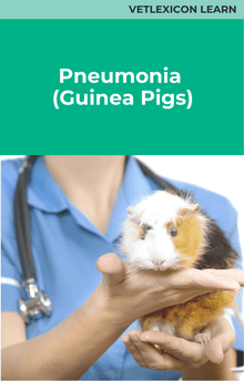 Guinea Pig Pneumonia