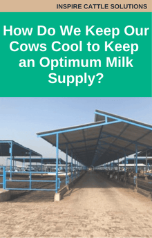 How Do We Keep Our Cows Cool to Keep Optimum Milk Supply?