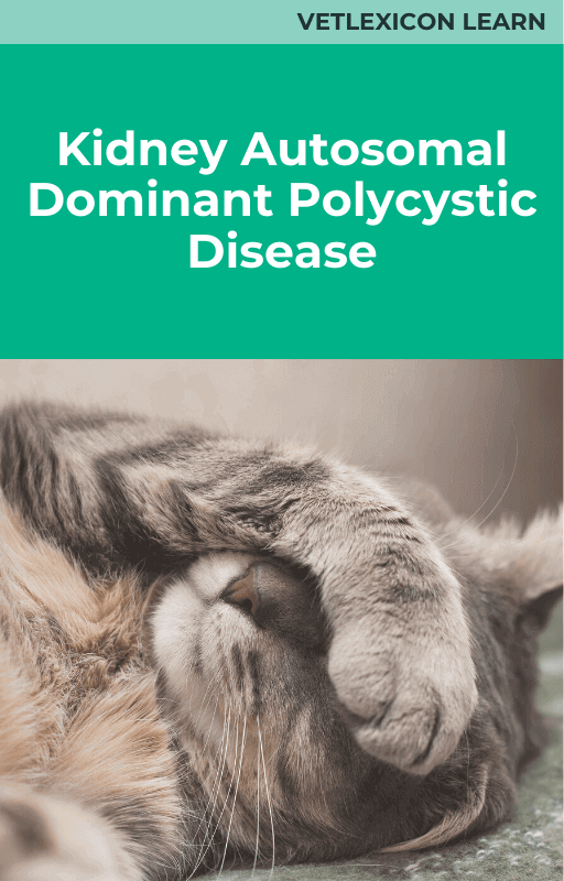 Kidney: Autosomal Dominant Polycystic Disease