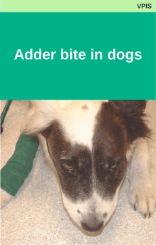 Adder Bite in Dogs