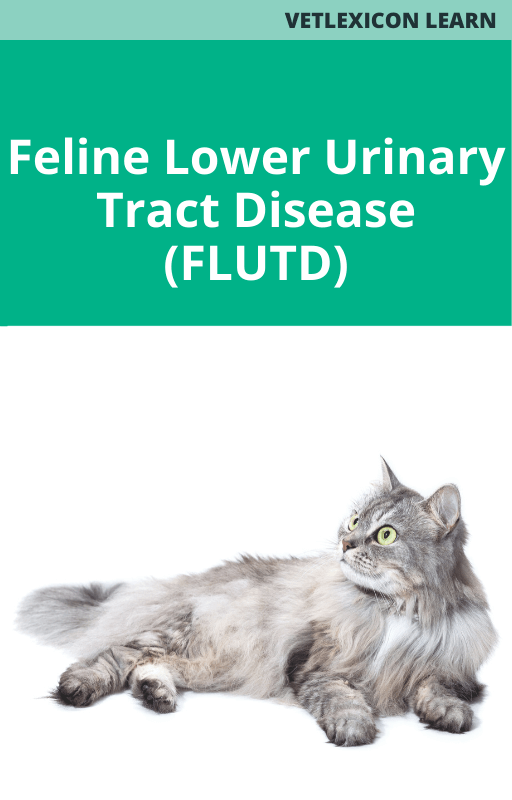 Feline Lower Urinary Tract Disease (FLUTD)