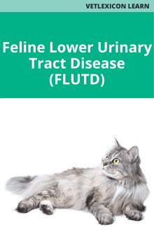 Feline Lower Urinary Tract Disease (FLUTD)
