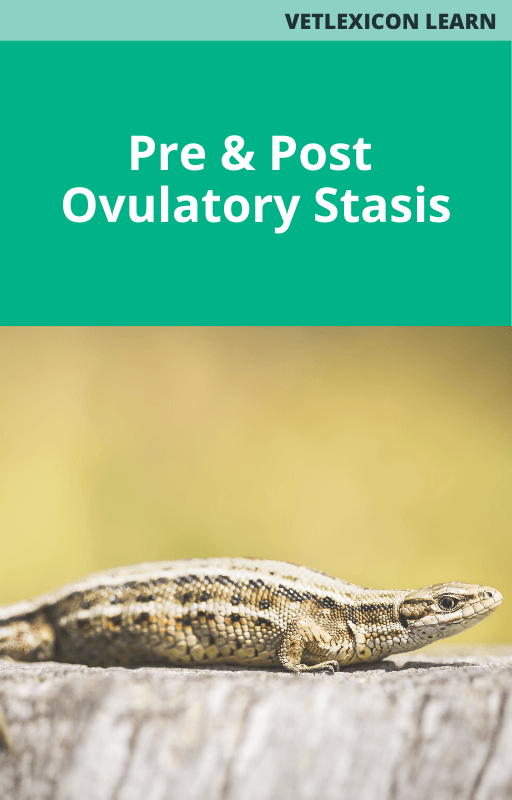 Reptile Pre and Post Ovulatory Stasis