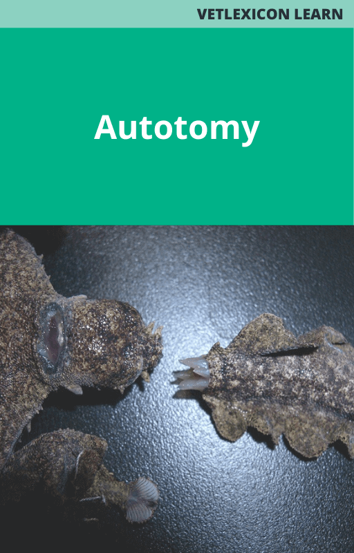 Reptile Autotomy