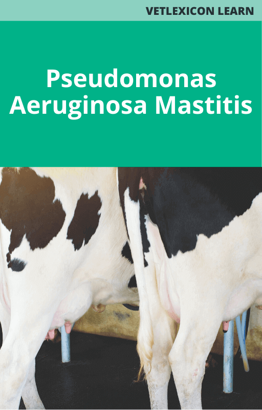 Bovine Pseudomonas Aeruginosa Mastitis