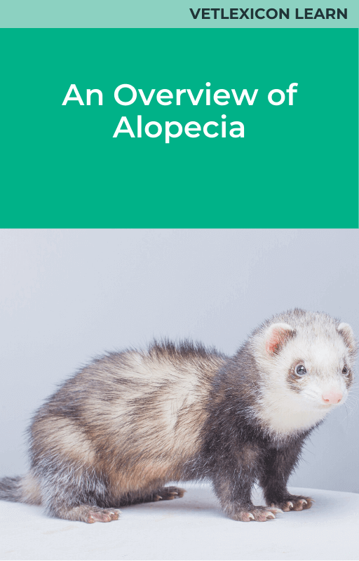 An Overview of Alopecia Ferret