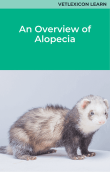 An Overview of Alopecia Ferret