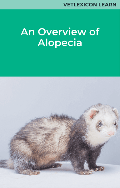 An Overview of Alopecia