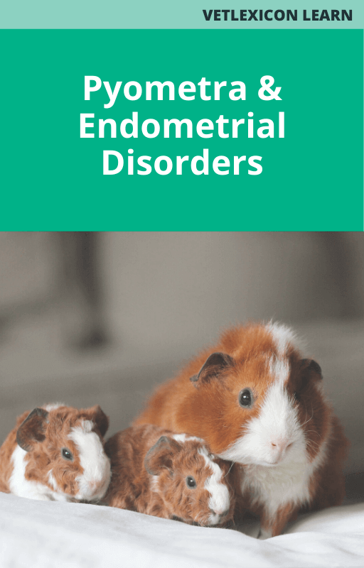 Guinea Pig Pyometra and Endometrial Disorders