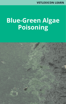 Blue-Green Algae Poisoning in Dogs