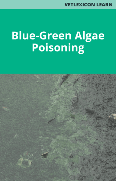 Blue-Green Algae Poisoning