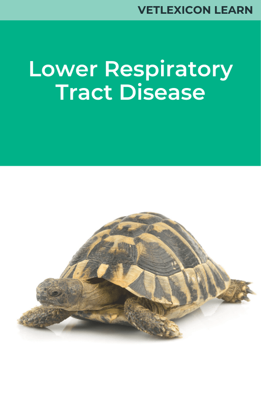 Lower Respiratory Tract Disease