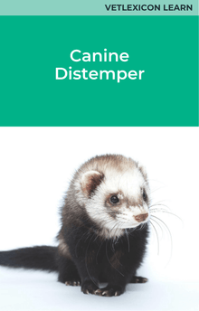 Canine Distemper Ferret