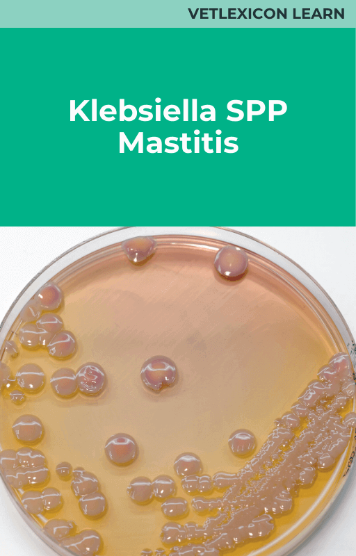 Bovine Klebiella SPP Mastitis