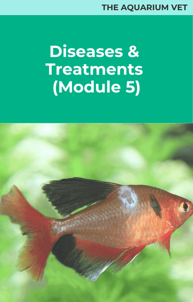 Diseases & Treatments (Module 5)