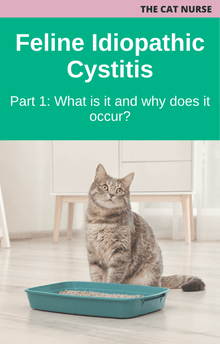 The Cat Nurse Feline Idiopathic Cystitis Part 1 What is it and why does it occur?