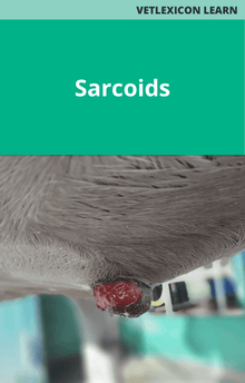 Equine Sarcoids