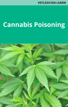 Canine Cannabis Poisoning