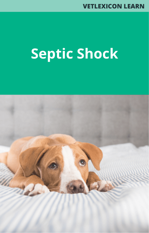 Canine Septic Shock