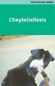 Canine Cheyletiellosis 