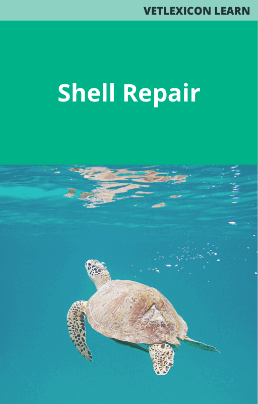 Shell Repair