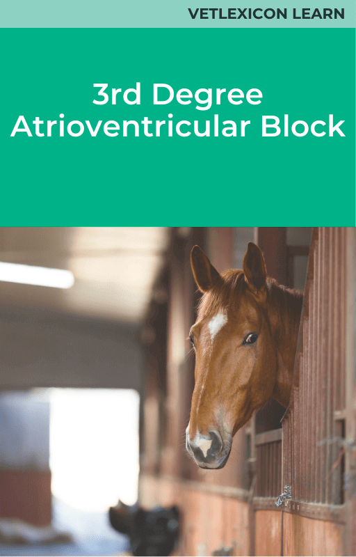  Equine 3rd Degree Atrioventricular Block