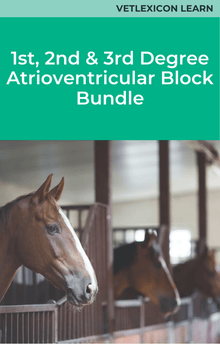Equine 1st, 2nd and 3rd Degree Atrioventricular Block