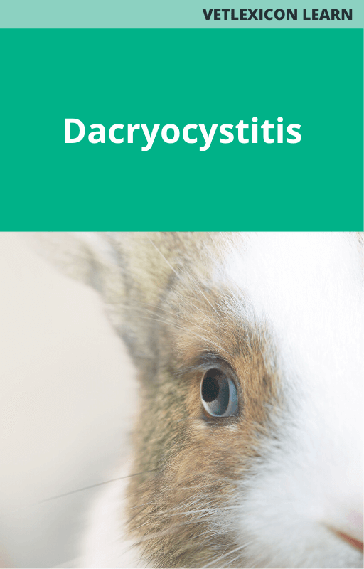 Dacryocystitis Rabbit