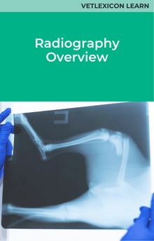 Guinea Pig Radiography