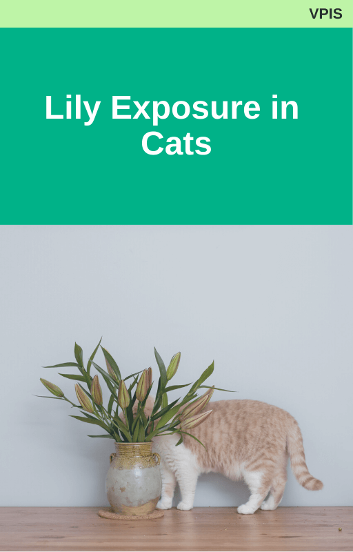 Lily Exposure in Cats