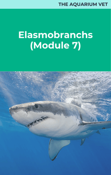 The Aquarium Vet Elasmobranchs