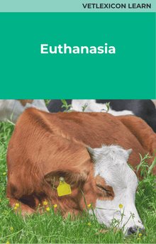 Bovine Euthanasia 
