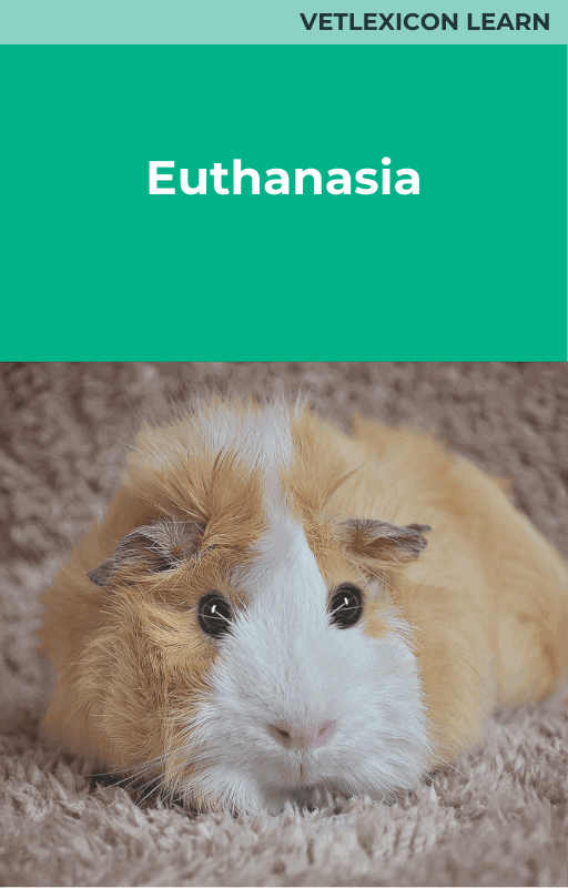 Guinea Pig Euthanasia