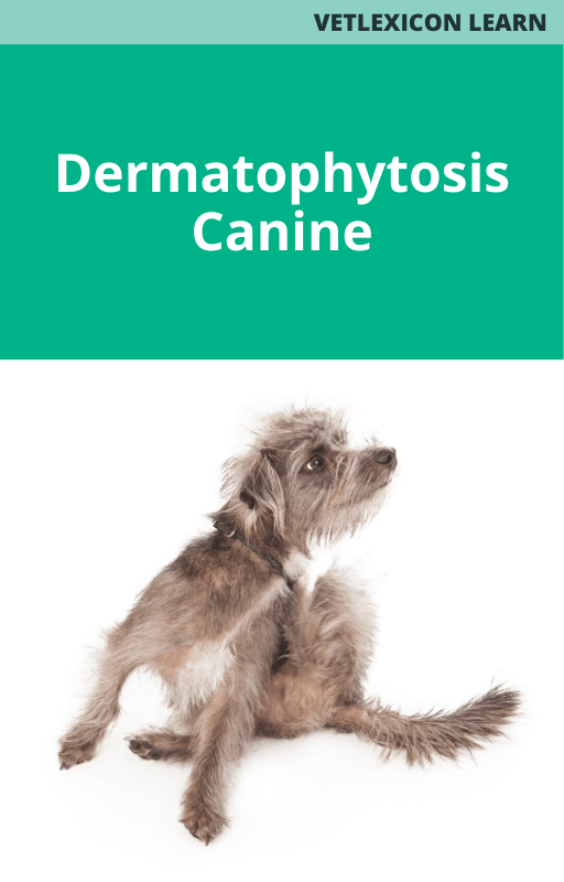 Canine Dermatophytosis